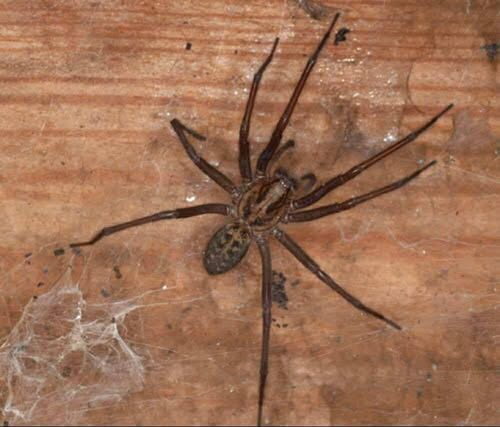 Did you know: When a Spider visits your home it’s a sign