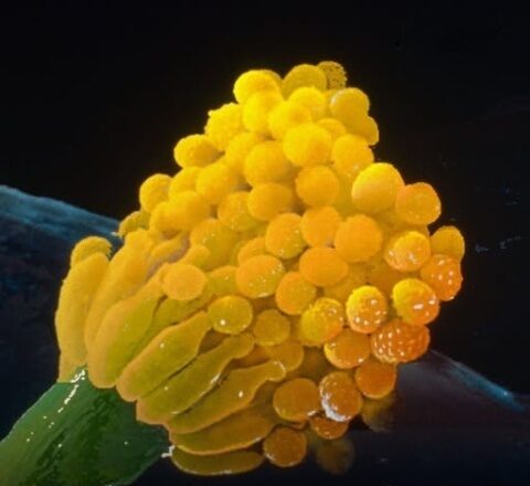 Scientists issue warning for deadly fungus that ‘eats you from the inside out’ and it could impact millions