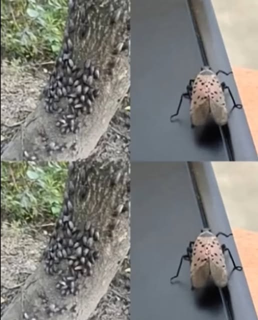 Don’t Wait—Take Immediate Action If This Insect Shows Up in Your House