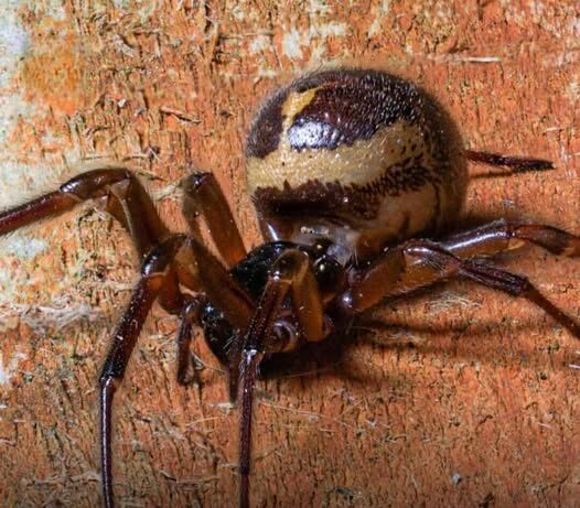 Keep Windows Shut to Stop the Spider from Entering Homes