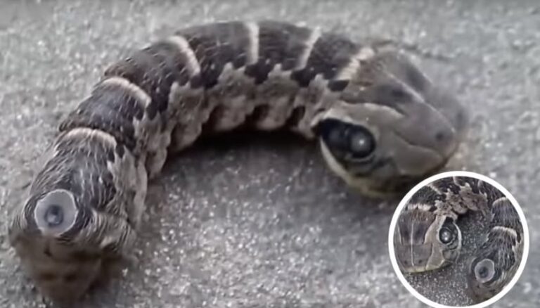 Woman Screams When She Spots ‘Two-Headed Snake’ In Back Garden, Stunned When She Realizes What It Really Is