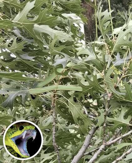 Can You Find the Camouflaged Snake? Only Sharp-Eyed Viewers Will Succeed