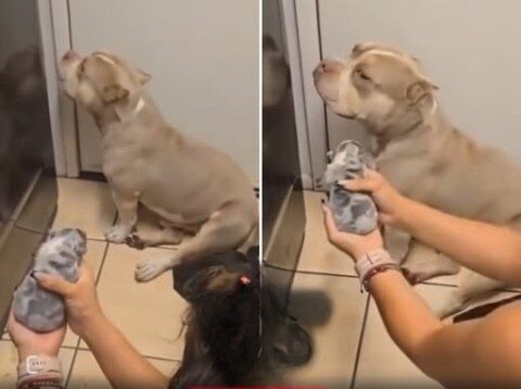 THE DEADBEAT DOG Pitbull Got The Neighbors’ Dog Pregnant… Owners Bring Over The Puppy To Show Him And He Denies He’s The Father