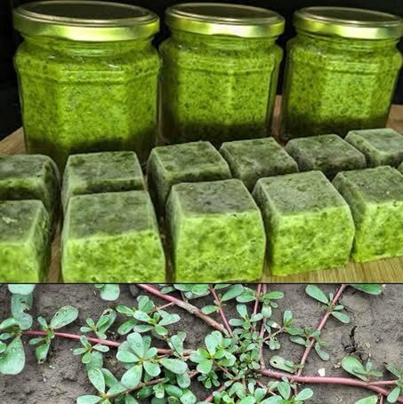 What Happens to Your Body When You Eat Purslane Every Day — Especially After 60