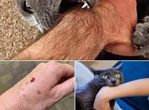 If the cat bites you, here’s what it really means… Check comments 👇🏻 🐈
