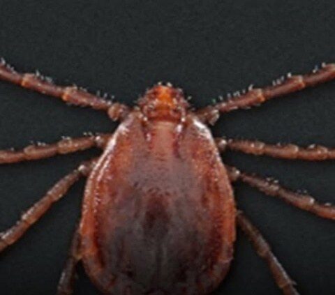 Experts issue urgent warning over disease-infested tick which has spread to more than 20 states