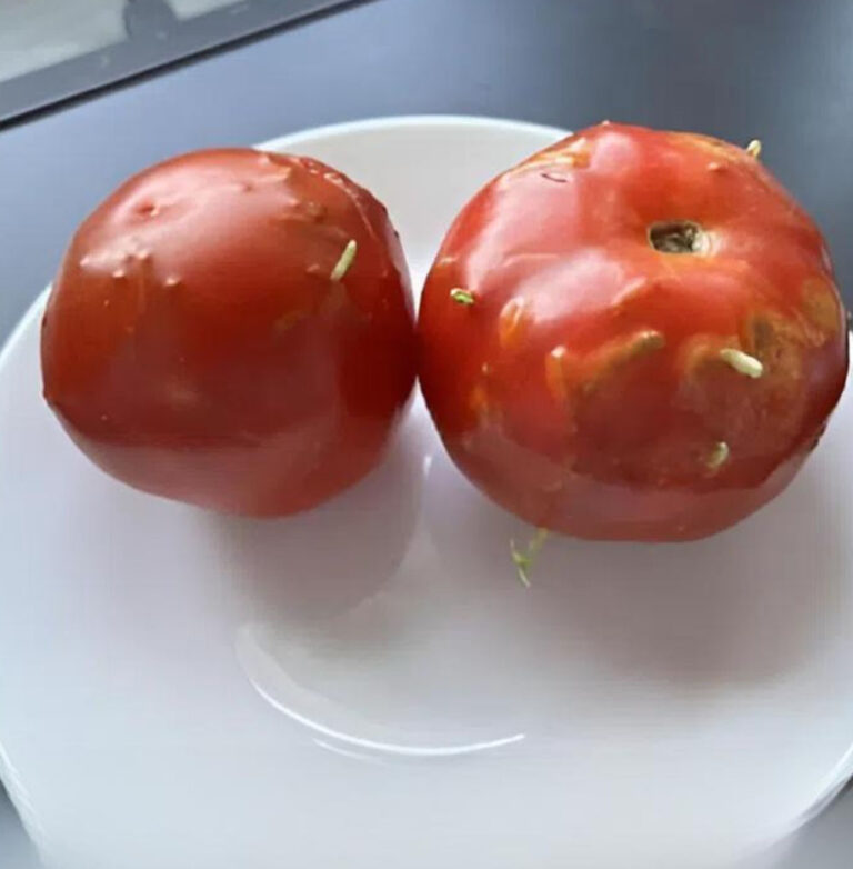 Spoiled Tomatoes Reveal a Surprising Kitchen Discovery