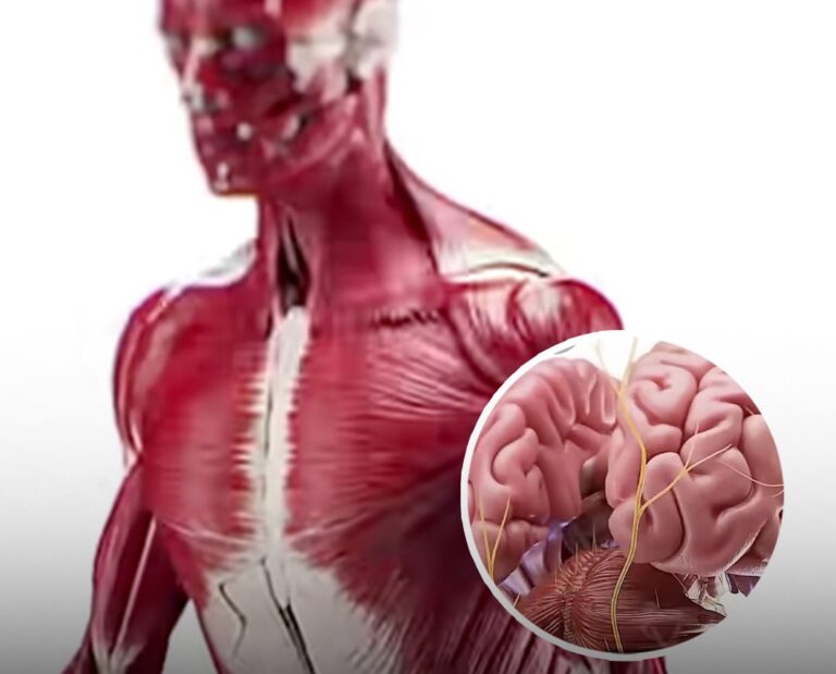 Shocking simulation shows exactly what happens to your body if you stop eating sugar for 2 weeks