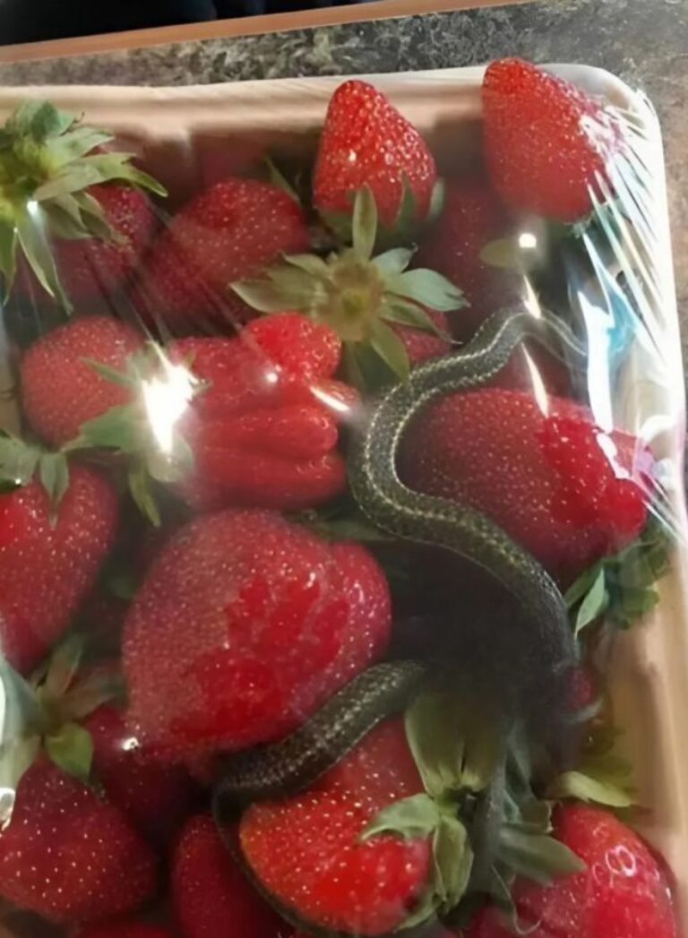 A basket of bright red strawberries, an expected treat – but it held a terrifying discovery