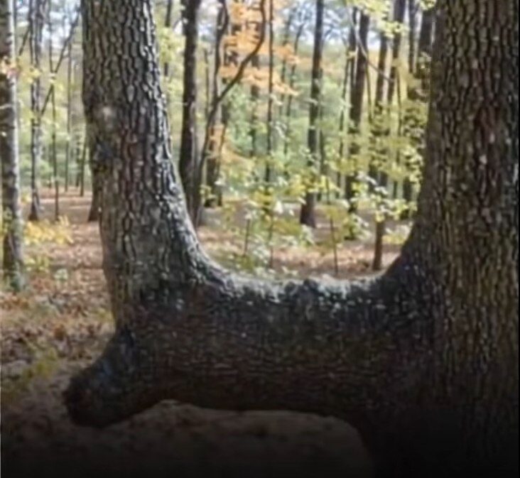 If You See A Bent Tree In The Forest, Start Looking Around Immediately