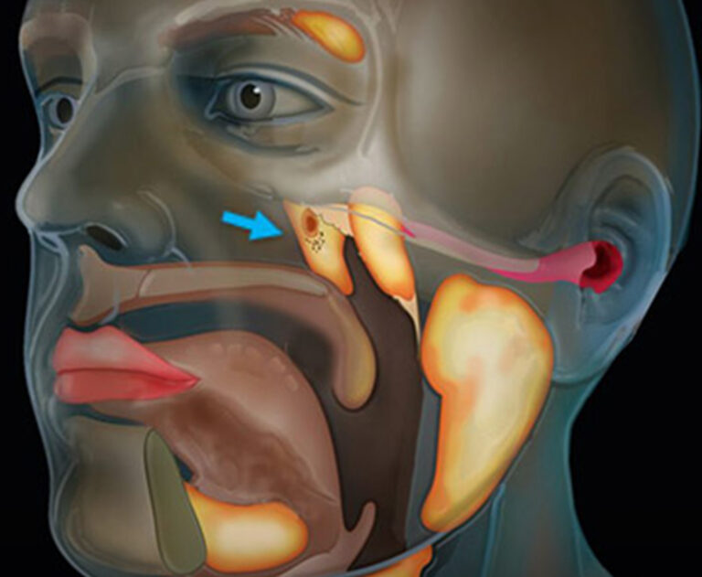 Scientists accidentally discovered a new organ in the human body