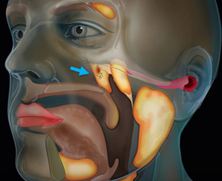 Scientists accidentally discovered a new organ in the human body